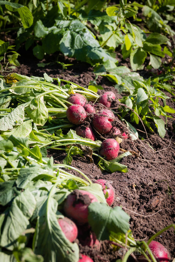 菜园里红萝卜的收获