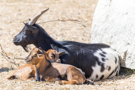 休息的羊小山羊和妈妈一起休息照片