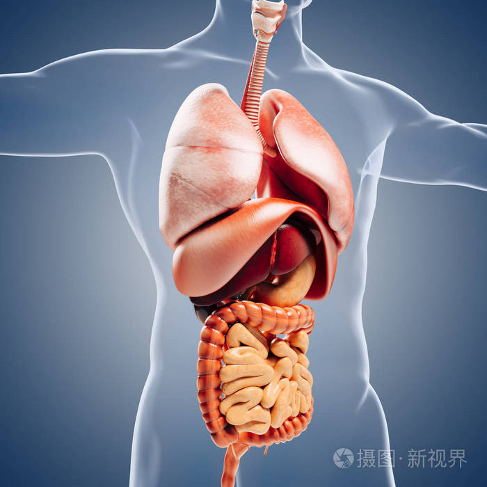 3d人体解剖显示内脏