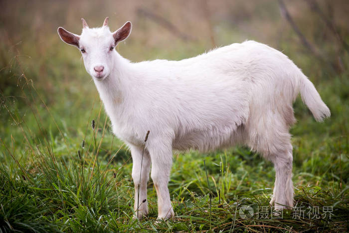草地上的白山羊