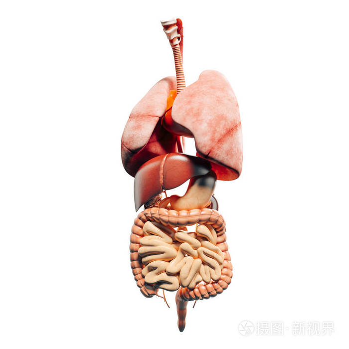 3d人体解剖显示内脏