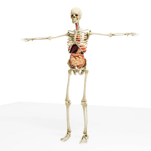 三维人造图，解剖显示骨骼和内脏