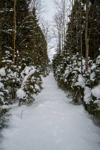 冬季森林雪背景