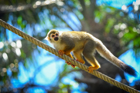野生树动物树枝上的松鼠猴