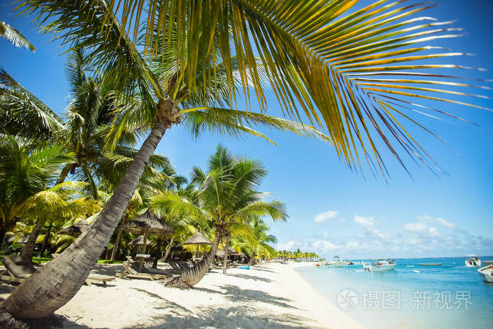 观赏棕榈树和绿松石水晶海水的天堂热带海滩。 假期概念。