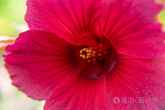 关闭蔓越莓芙蓉或非洲玫瑰花的花粉 木槿草 照片 正版商用图片13hfg9 摄图新视界 关闭蔓越莓芙蓉或非洲玫瑰花的花粉 木槿草 照片 正版商用图片13hfg9 摄图新视界