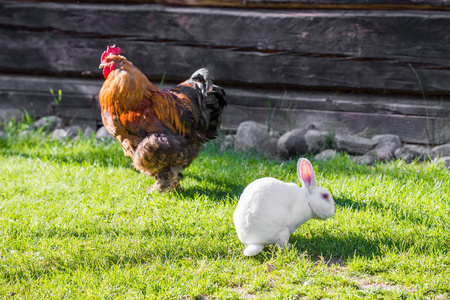 公鸡兔子图片