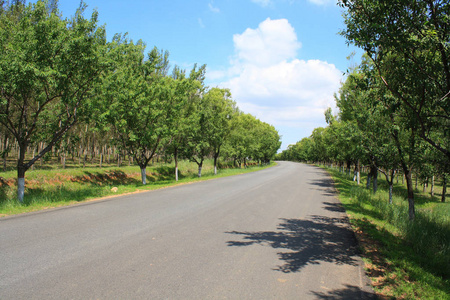 夏天的农村沥青路