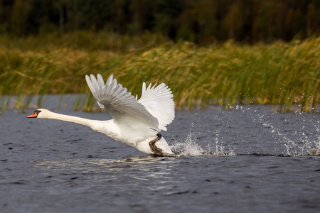 飞翔的天鹅图片