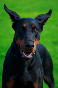 绿色草地背景上的Doberman Pincher狗的肖像。