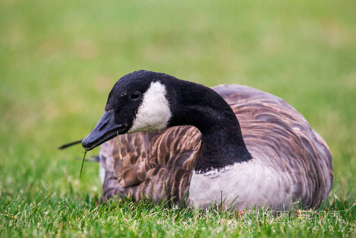 加拿大鹅brantacanadensis