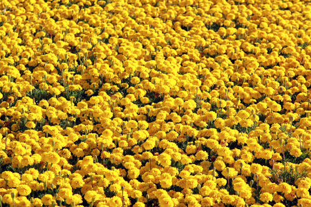大品种的生长黄花