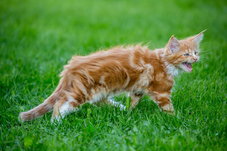 草地上的小红缅因猫