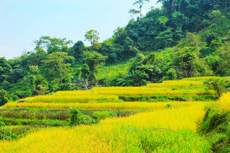 梯田上的稻田。 田地准备种植水稻。 黄苏菲哈江省。 越南北部