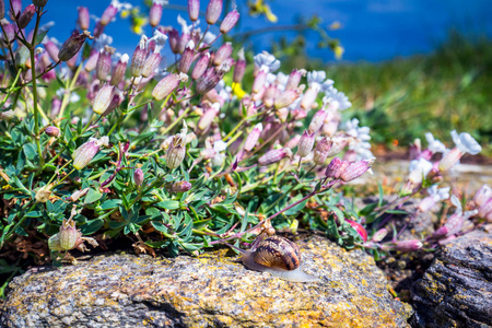  brown striped snail walking on the rocks in rainy day, Brittany