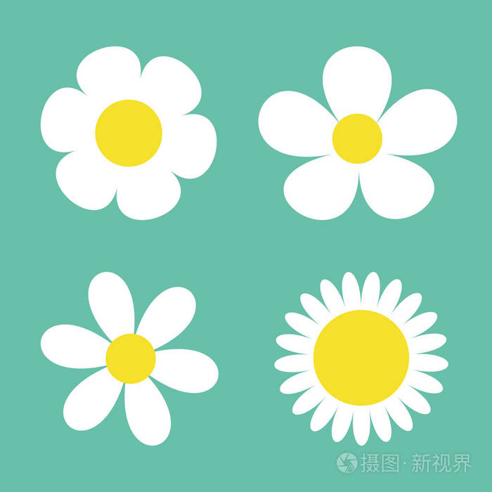 四个白色菊花图标. 可爱的圆形花卉植物收藏. 爱情卡片符号.