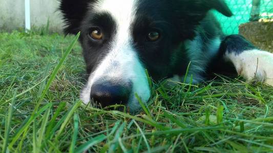 在草地上靠近边境牧羊犬的鼻子