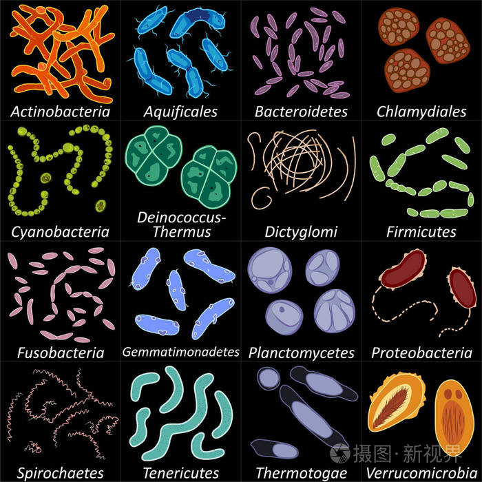 各种细菌图片大全图片