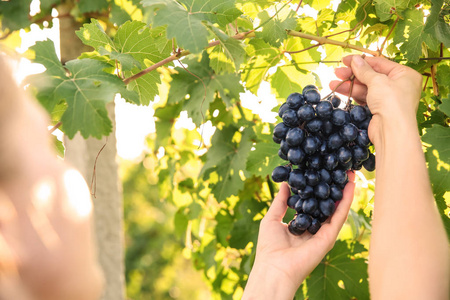 在葡萄园采摘新鲜成熟多汁葡萄的女人