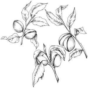 杏仁在病媒风格隔离。 溶解插图元素。植物的全名杏仁。 矢量花为背景纹理包装图案框架或边框。