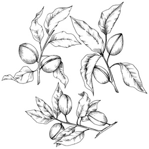 杏仁在病媒风格隔离。 溶解插图元素。植物的全名杏仁。 矢量花为背景纹理包装图案框架或边框。