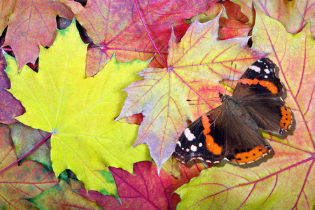 蝴蝶在明亮的秋叶上. 明亮的枫叶纹理背景. 上面的风景.照片