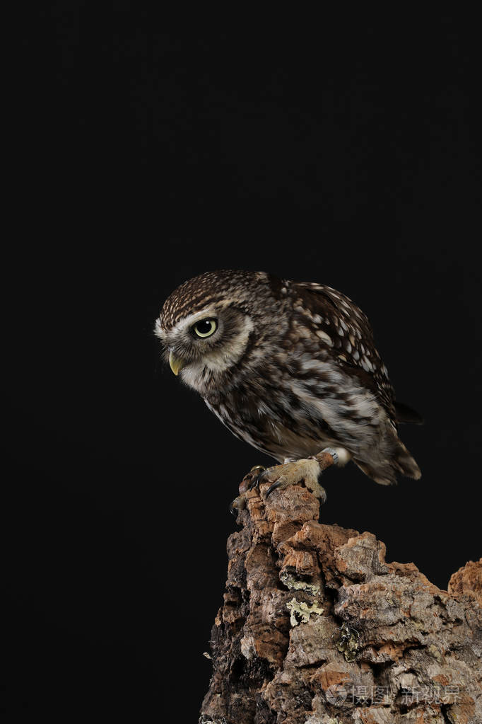 黑色背景下的猫头鹰肖像