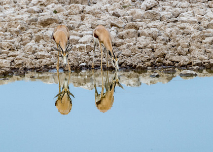 纳米比亚Etosha国家公园里的泉水。