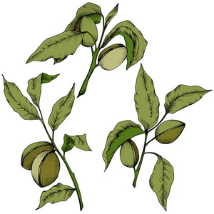 绿色杏仁在病媒风格隔离。 植物的全名杏仁。 矢量花为背景纹理包装图案框架或边框。