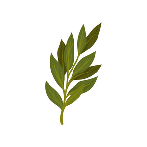 烹饪香草图片