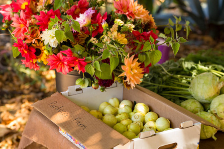 一盒水果和一堆达利亚人坐在加州门多西诺的农场看台上