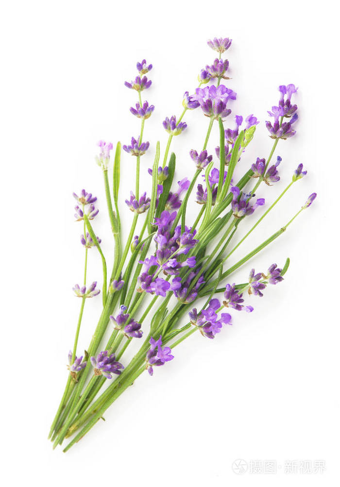 束薰衣草花在白色背景上