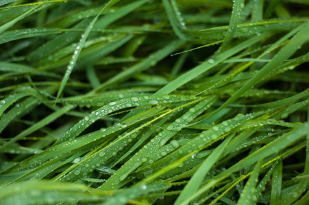 鲜绿的草和露珠接近。 雨后水滴在新鲜的草地上。 绿草上淡淡的晨露。