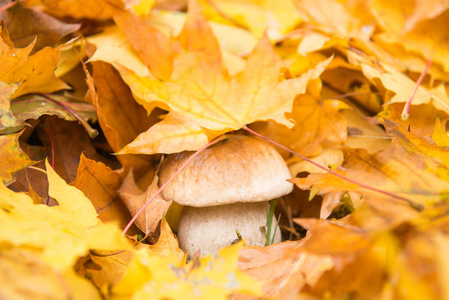 秋叶中的白色蘑菇