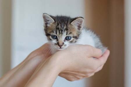 特写可爱的猫在女人的手照片