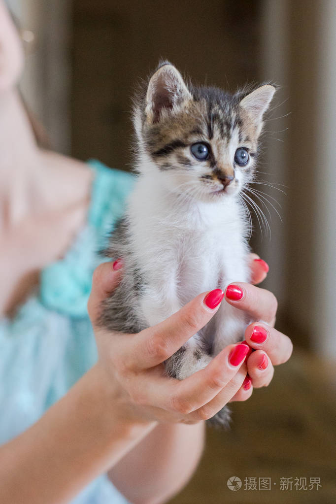 特写可爱的猫在女人的手照片-正版商用图片13hp19-摄图新视界