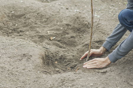 一个人在花园里干活时种树照片