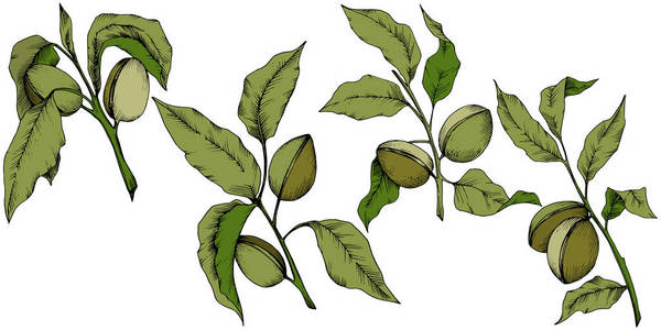绿色杏仁在病媒风格隔离。 植物的全名杏仁。 矢量花为背景纹理包装图案框架或边框。
