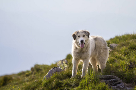 大的白色毛茸茸的，长着聪明的牧羊犬，独自站在陡峭的绿草岩石山坡上，阳光明媚的夏日，复制着明亮的蓝色晴空的空间背景。