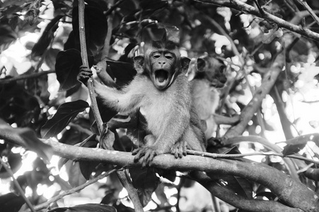 猴子坐在树枝上, 黑白相间的照片