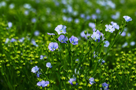 亚麻观赏花的明亮细腻的蓝色花及其在复杂背景下的枝条。 装饰亚麻的花。 亚麻技术栽培在活跃开花期的农业领域