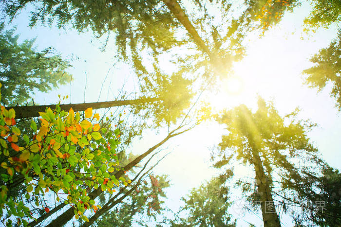 阳光透过秋树梢与五颜六色的叶子