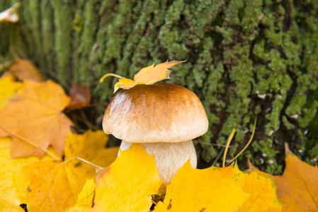 秋叶中的白色蘑菇