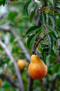 有机梨。 多汁的风味梨的自然背景。 树枝上的梨。