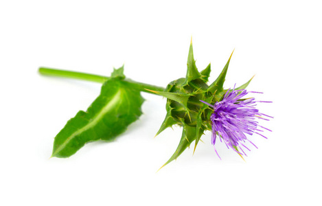 其他名称:水飞蓟马利亚纳斯祝福牛奶蓟马里亚或圣玛丽蓟地中海牛奶或