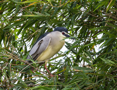 泰国竹树上的黑色冠夜鹭NycticoraxNycticorax。