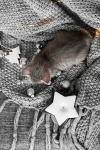 一只可爱的小猫在圣诞装饰的灰色格子上休息。
