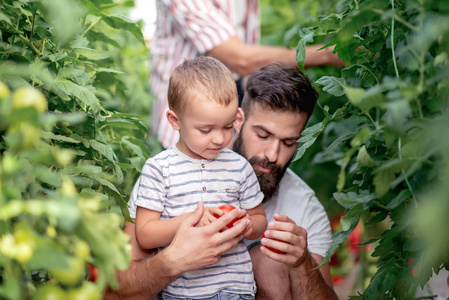 父亲和儿子白天在温室里查看番茄收获情况