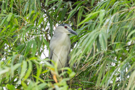 泰国竹树上的黑冠夜鹭Nycticoraxnycticorax。