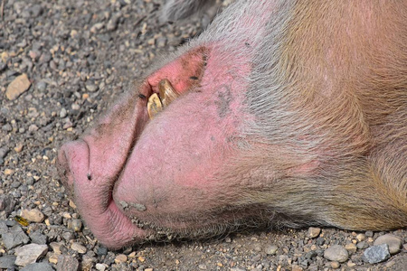 香肠嘴一头老母猪的嘴,耳朵和下巴的特写摄影图